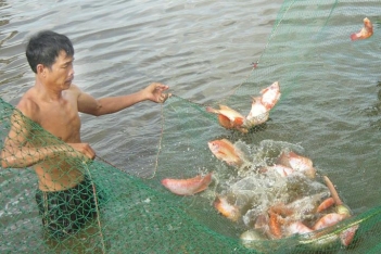 Tính toán chi phí nuôi cá điêu hồng hiệu quả - Bản tin doanh nhân